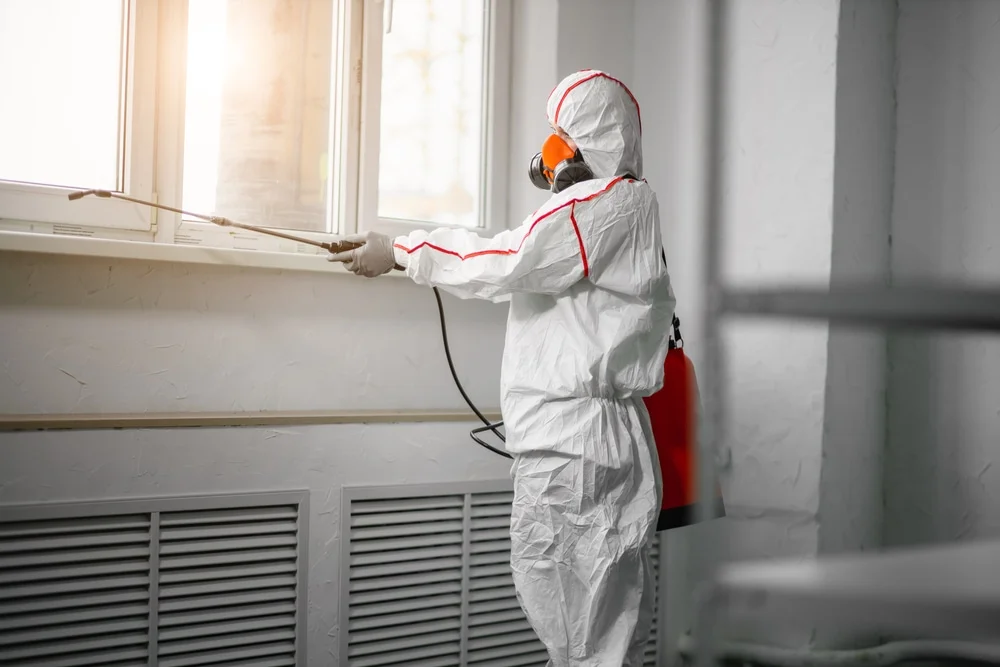 Professional mold remediation services in Bethlehem, CT